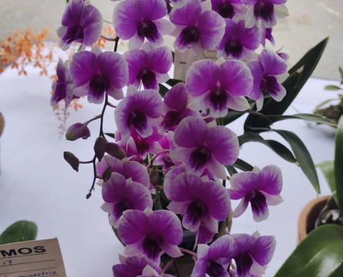 Earth Day Orchid Show 2024