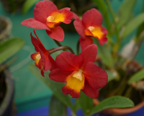 Earth Day Orchid Show 2024