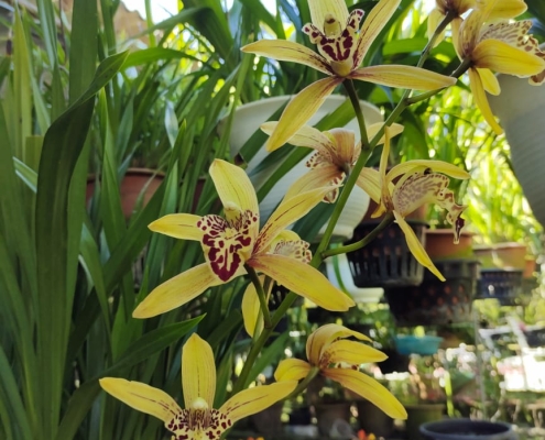 Earth Day Orchid Show 2024