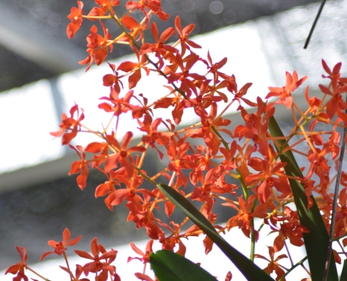 Earth Day Orchid Show 2024